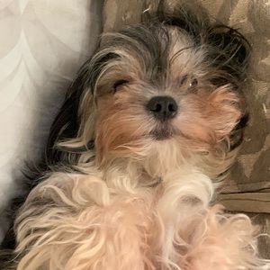 Meet your Posher, Justin